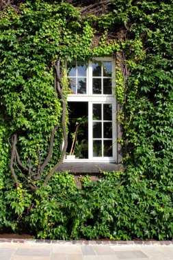 Overgrown wall with opened window clipart