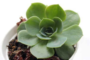 Echeveria