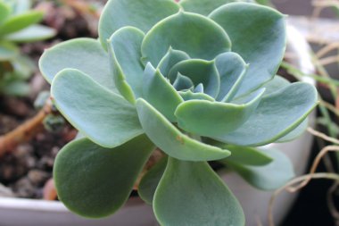 Echeveria rozetEcheveria rozet