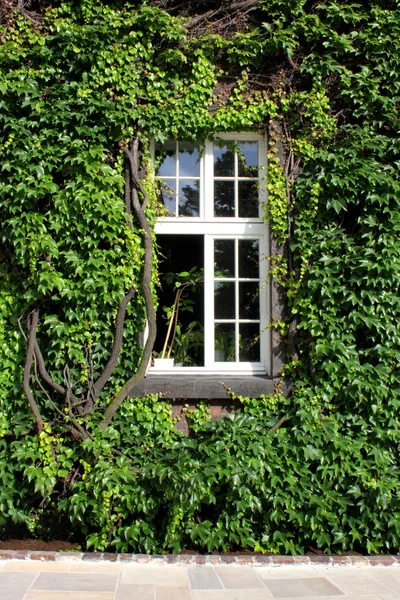 Igenvuxna vägg med öppnade fönstret — Stockfoto