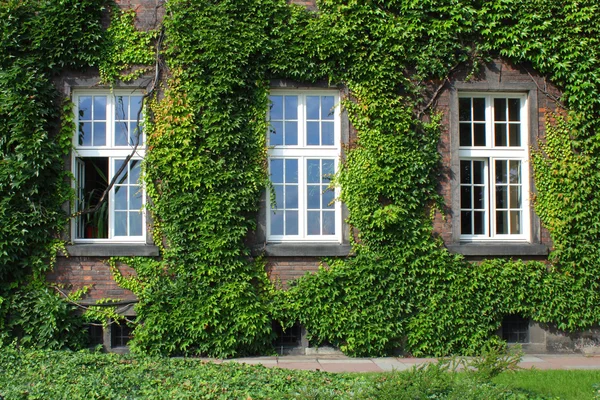 Tres ventanas en la pared del overgrovn — Foto de Stock