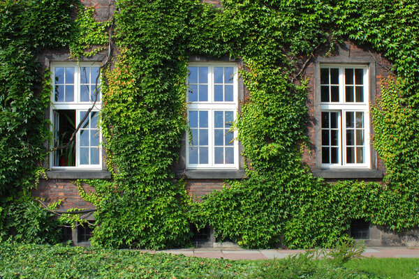 Three windows on overgrovn wall