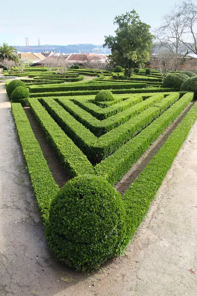 Διακοσμητικά hedge στο βοτανικό κήπο Ατζούντα, Λισσαβόνα, — Φωτογραφία Αρχείου