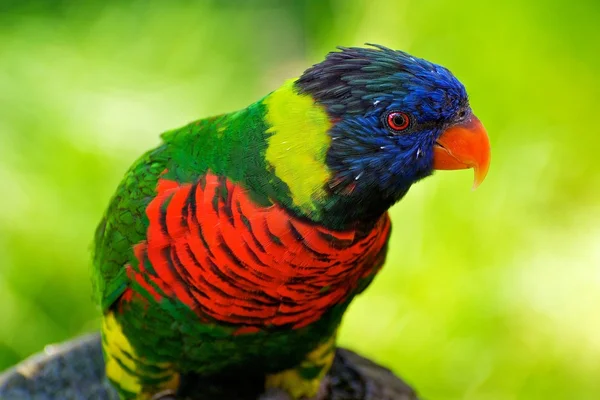 彩虹澳洲鹦鹉肖像 — 图库照片