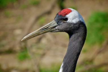 Manchurian Red-naped Crane clipart