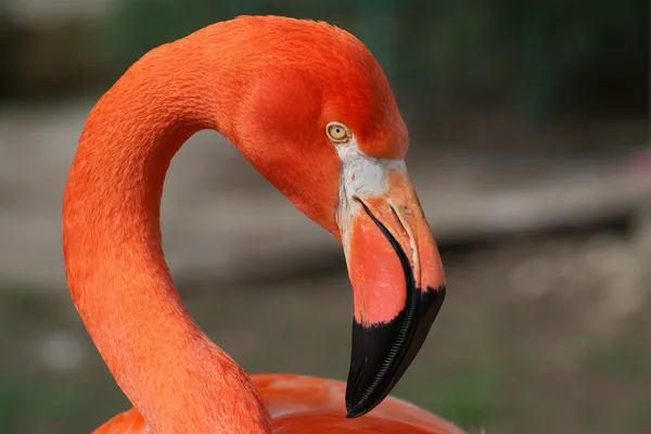 Карибский портрет фламинго — стоковое фото