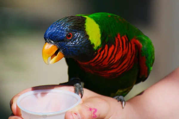 喂养彩虹澳洲鹦鹉 — 图库照片
