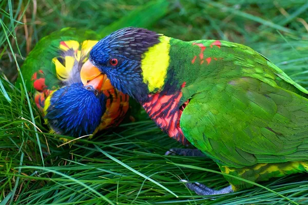 Całowanie rainbow lorikeets — Zdjęcie stockowe