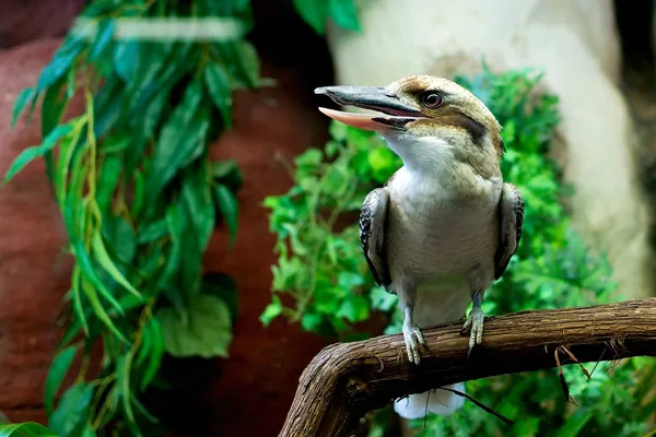 Γελώντας kookaburra — Φωτογραφία Αρχείου