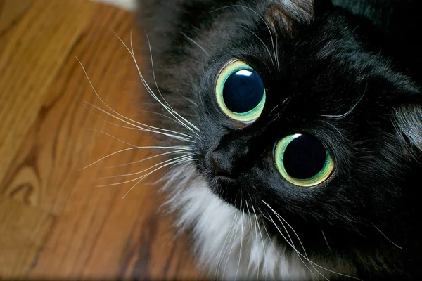 Μεγάλη eyed γάτα επαιτεία Φωτογραφία Αρχείου