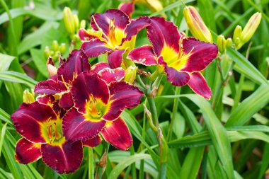 Burgundy Daylilies clipart