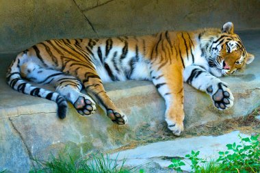 Resting Amur Tiger clipart