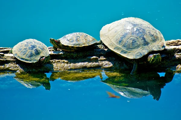 Schildkröten auf Baumstämmen — Stockfoto