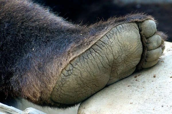 Bigfoot grizzlybjörn detalj Stockfoto