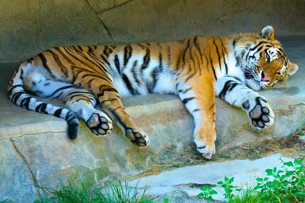 Descansando Amur Tiger Fotos De Bancos De Imagens