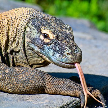 Komodo dragon clipart