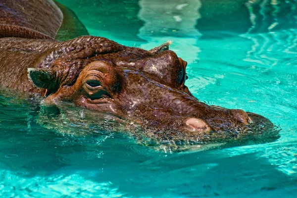 Nilpferd im Pool — Stockfoto