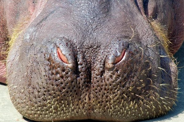 Nariz hipopótamo — Fotografia de Stock