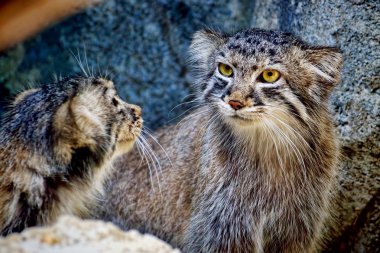 Pallas's Cat kittens clipart