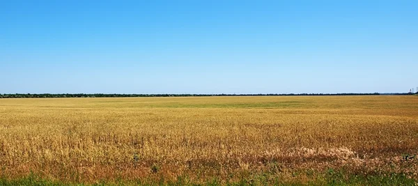 Field panorama — Stock Photo, Image