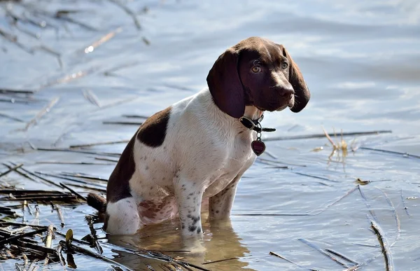 Suyun içinde oturan köpek yavrusu — Stok fotoğraf
