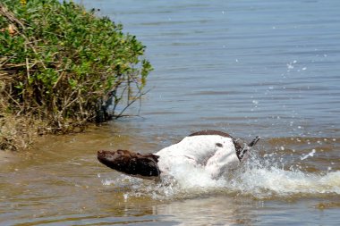 German Shorthair Pointer takes First Swim clipart