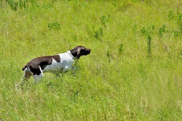 German Shorthair Pointer Points — Stock Photo, Image