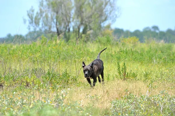 Kaçarken alanda pitbull — Stok fotoğraf