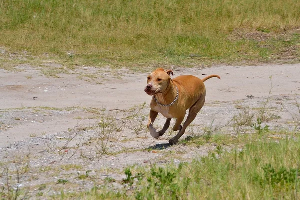Cão correndo na estrada de terra — Fotografia de Stock