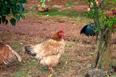 Hen walking on the farm clipart