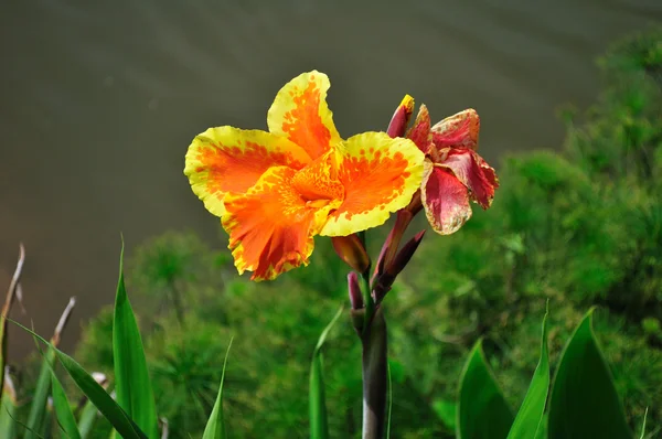 Ziemlich Makro Foto orange Blume — Stockfoto