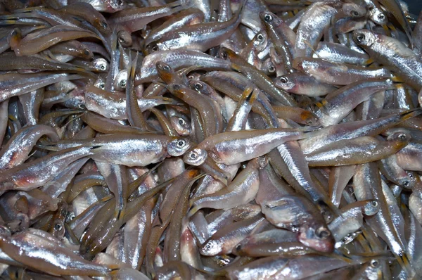 Stänga en massa fiskar tetra — Stockfoto