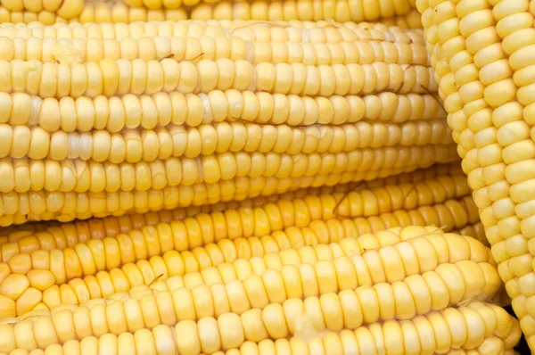 Viel grüner Mais dicht — Stockfoto