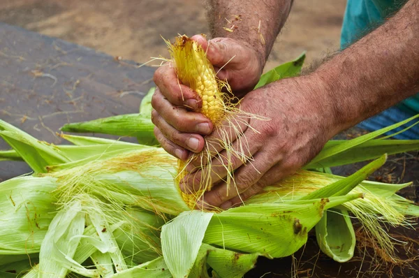 Рабочий открывает кукурузу — стоковое фото
