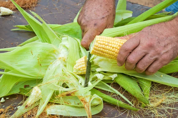 Рабочий режет кукурузу — стоковое фото