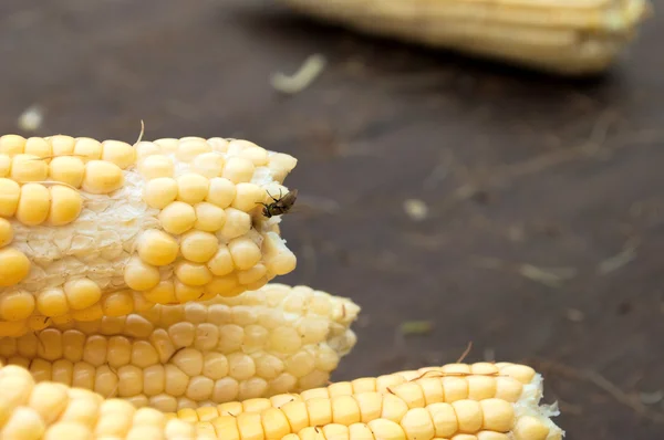 Groene maïs dicht met een mug — Stockfoto