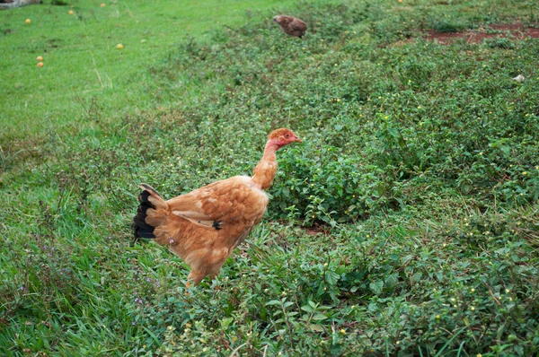 Gallina caminando en la granja — Foto de Stock