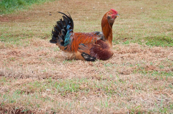 Çimlerde oturan tavuk — Stok fotoğraf