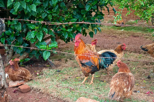 Galo e galinhas atrás da cerca fechada — Fotografia de Stock
