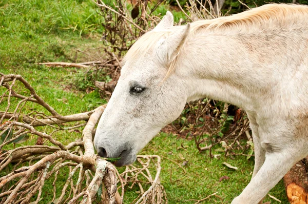 Kůň, portrét jíst — Stock fotografie