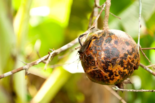 Pomegranate close with bug — Stock Photo, Image