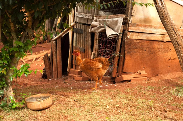 Kurczak przed swoim domem w gospodarstwie — Zdjęcie stockowe
