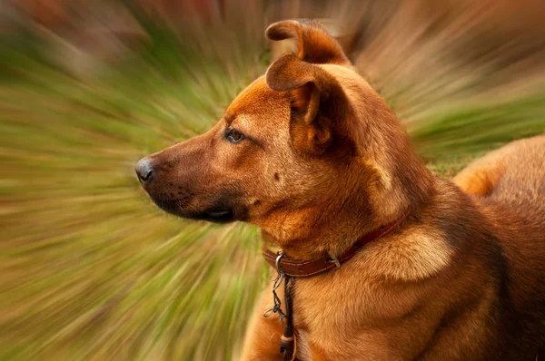 Собака на фоні руху — стокове фото