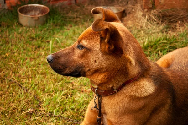 Dog on grass background — Stock Photo, Image