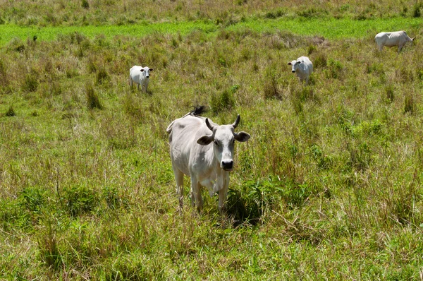 Quatro vacas em pastagem verde — Fotografia de Stock