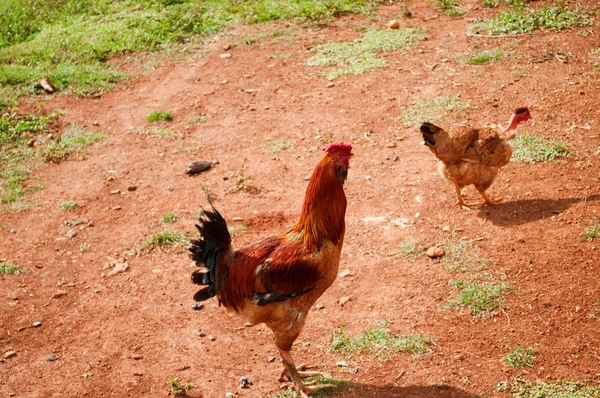 Dos pollos caminando en la granja — Foto de Stock
