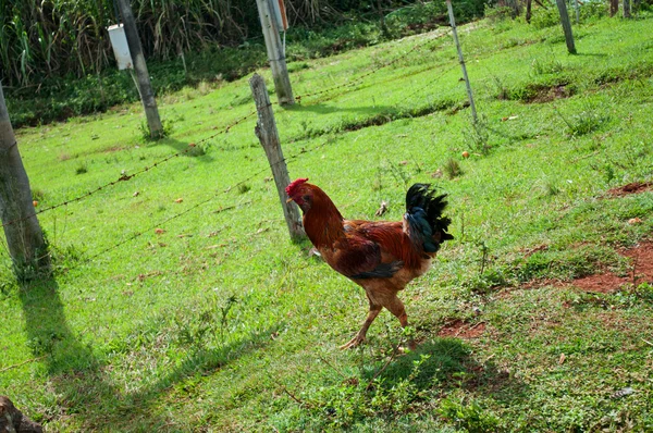 Курица ходит по ферме — стоковое фото