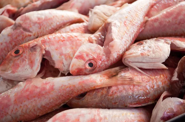 Docela blízko mnoha čisté ryb — Stock fotografie