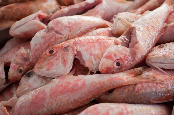 Abbastanza vicino di molti pesci puliti — Foto Stock