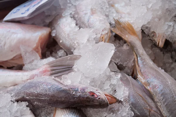 Ziemlich nah an vielen sauberen Fischen auf Eis — Stockfoto